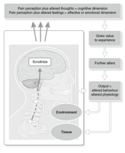 Why Am I In Pain? - Diane Lee & Associates Physiotherapy